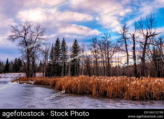 A small frozen pond with cattails in Winter