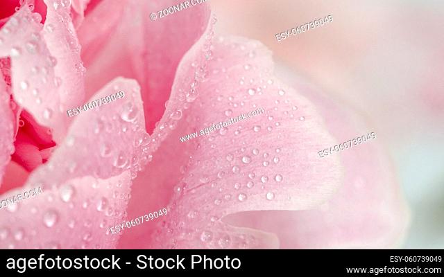 Extreme close up view of piony. Flower petals of piony with dew. Copy space for text. Beautiful piony with water drops. Banner