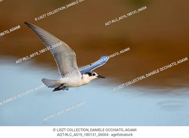 Juvenile Whiskered Tern in flight, Whiskered Tern, Chlidonias hybrida