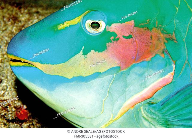 Parrotfish (Sparisoma sp.) sleeping. Ponta da Sapata, Fernando de Noronha national marine sanctuary. Pernambuco state, Brazil