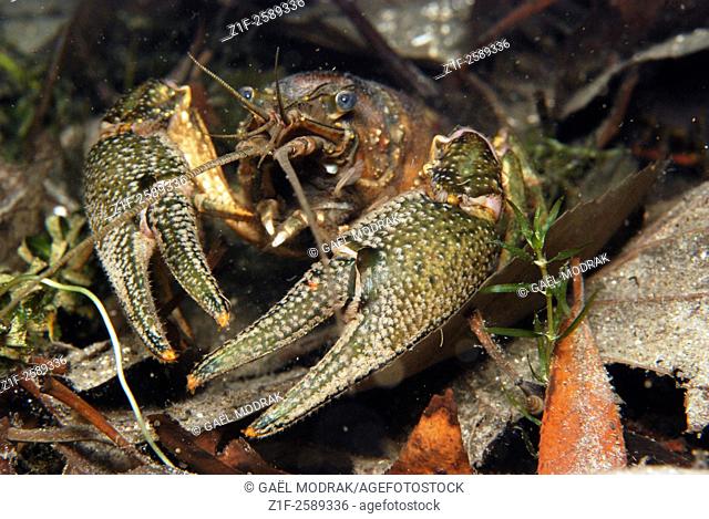 American crayfish introduced by man in a piece of water in France. Orconectes limosus