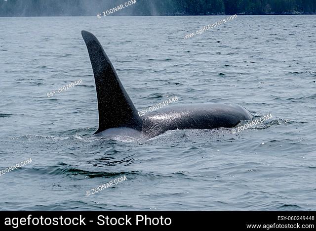 Close-up of killer whale in Tofino , view from boat on a killer whale
