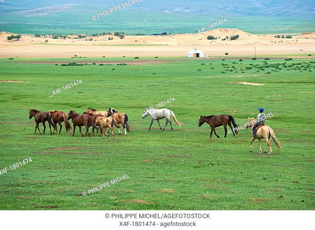 Mongolia, Bulgan province, Bathan national park, sand dune, Rallying of horses drove