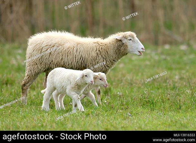 Forest sheep (Landschafrasse, domestic sheep breed) lambs with mother on a pasture, Germany