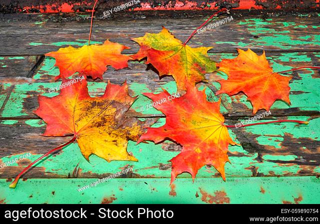 Herbst, blatt, blätter, ahornblatt, ahorn, laub, herbstlaub, bunt, farbe, oktober, gelb, orange, rot, braun, natur, jahreszeit, metall, altmetall, rost, rostig