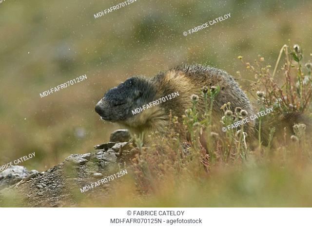 Marmot shaking off water under rain in the natural regional park of Queyras