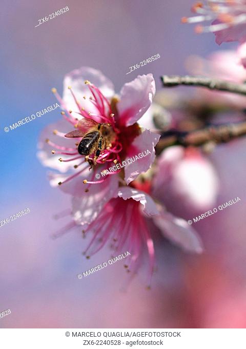 Almond flower and bee. La Galera Village countryside. Montsia Region, Tarragona Province, Catalonia, Spain