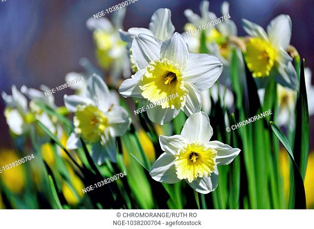 Daffodil with white petals