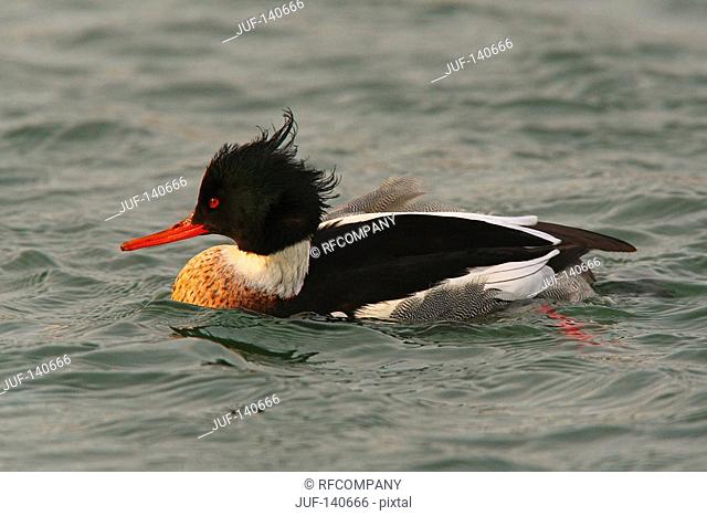 Red-breasted Merganser - swimming / Mergus serrator