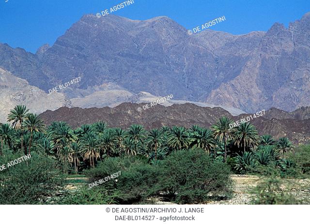 Palm grove, Wadi Samail, Oman
