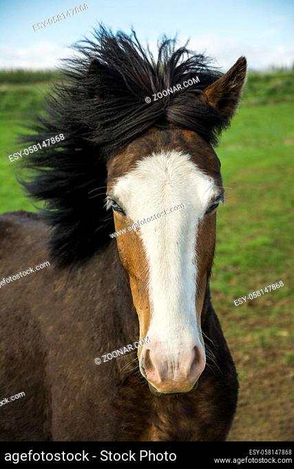 Serene icelandic horse with blue eyes