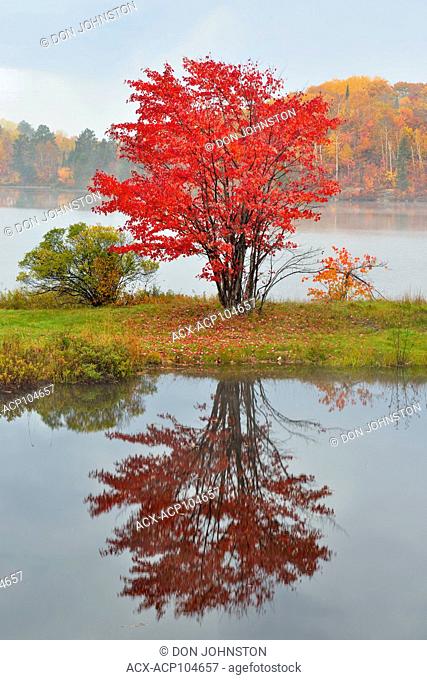 Red maple on the shore of St. Pothier Lake, Greater Sudbury, Ontario, Canada