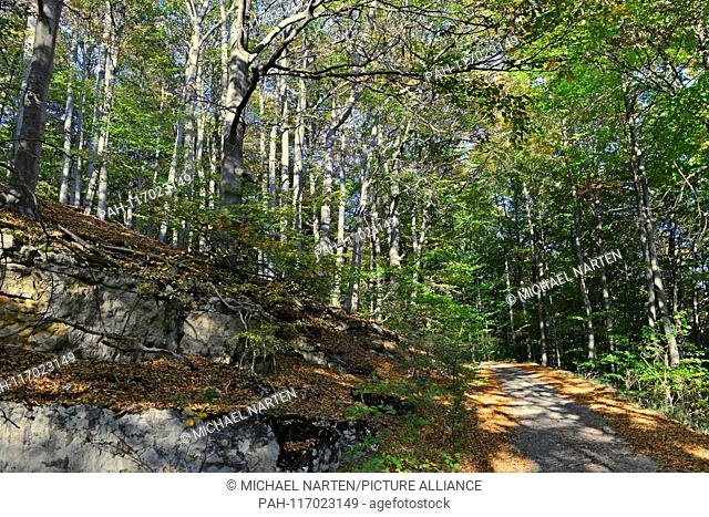 Forest track leading uphill beside rocks in the autumnally beech forest of the low mountain range Süntel, 13 October 2018 | usage worldwide
