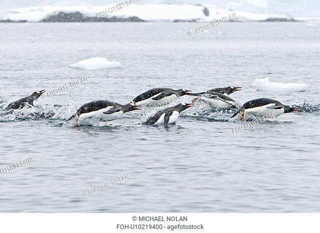 Adult gentoo penguins Pygoscelis papua porpoising at the northern end of the Errera Channel in Antarctica. Southern Ocean