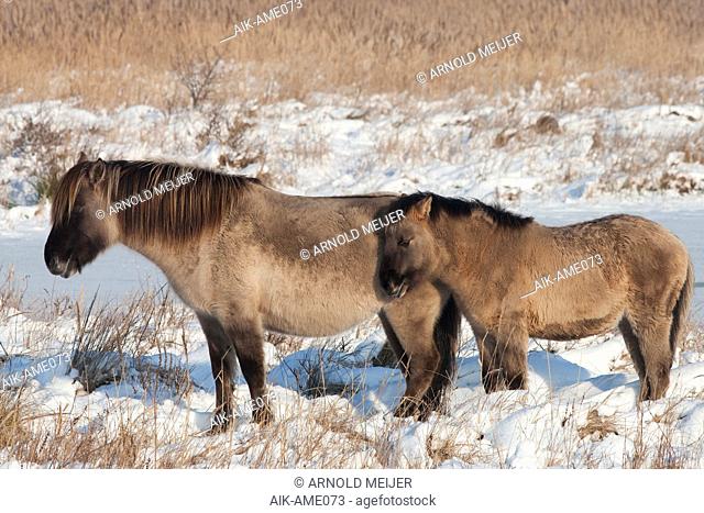 Mother and young semi-feral Konik horses on Lentevreugd near Wassenaar in the Netherlands during a cold winter