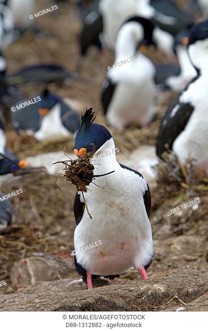 Falkland Islands , Pebble island , King Shag or Imperial Shag Phalacrocorax atriceps albiventer