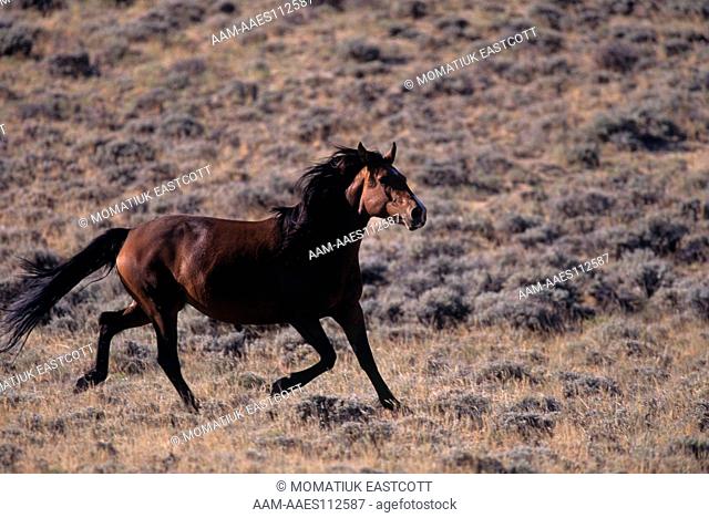 Wild Mustangs Stallion Running, Red Desert, WY