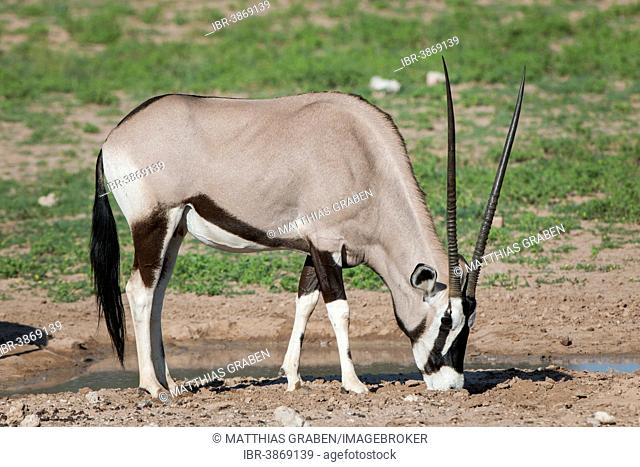Gemsbok (Oryx gazella) at a waterhole, Kgalagadi Transfrontier Park, Northern Cape, South Africa