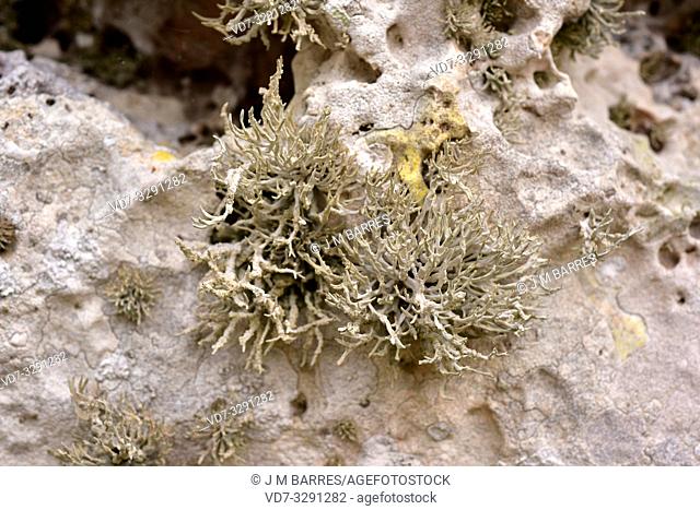 Orchilla (Roccella phycopsis) is a fruticulose lichen which provides a purple dye. This photo was taken in Menorca Island, Balearic Islands, Spain