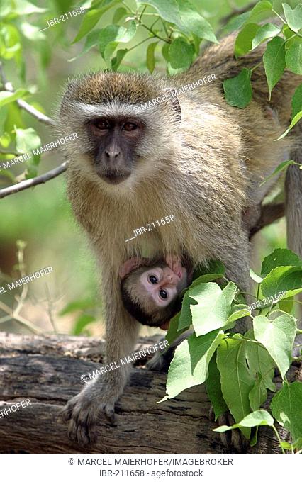 Vervet Monkey (cercopithecus aethiops) with young suckling