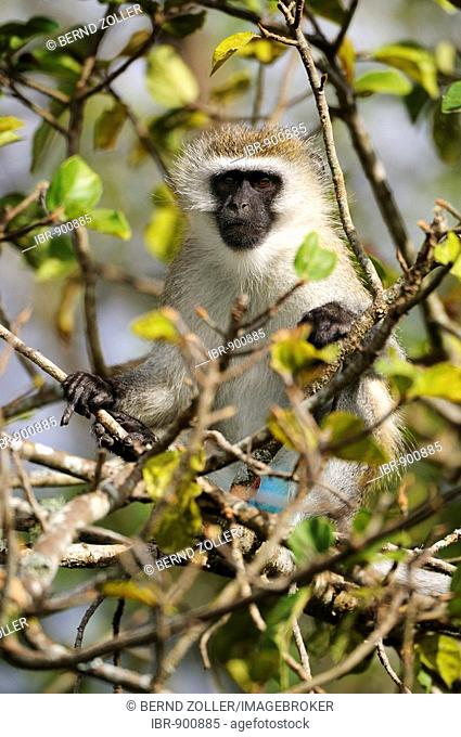 Green Monkey or Callithrix Monkey (Chlorocebus sabaeus), Nairobi National Park, Kenya, East Africa, Africa