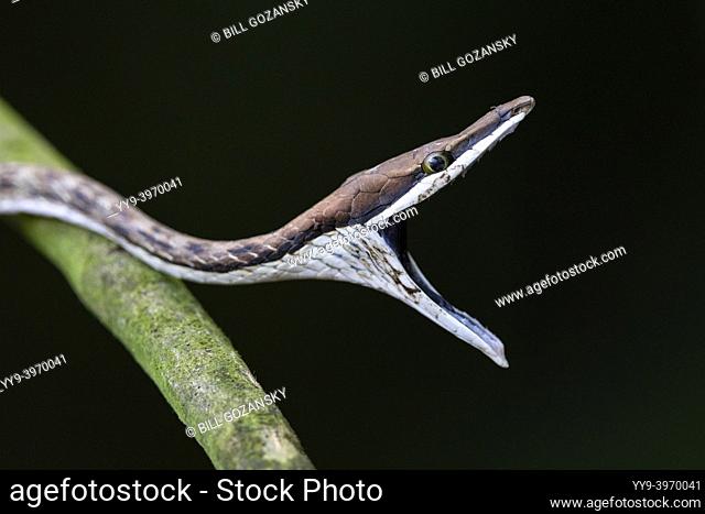 Brown Vine Snake (Oxybelis aeneus) opening mouth wide in threat display to intimidate a predator - La Laguna del Lagarto Eco-Lodge, Boca Tapada, Costa Rica