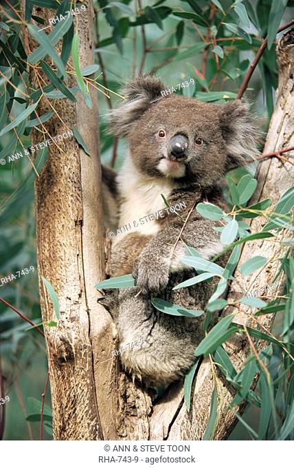 Koala bear, Phascolarctos cinereus, among eucalypt leaves, Gorge Wildlife Park, South Australia, Australia, Pacific