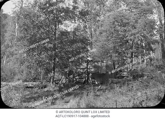 Lantern Slide - Prospector's Hut, Upper Yarra Track, Victoria 1904-1907, Black and white image of a prospector's hut amongst the trees of the Upper Yarra Track