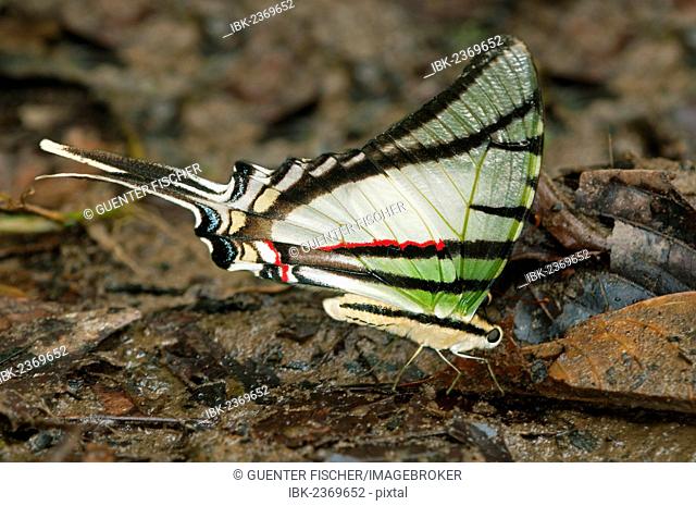 Zebra Swallowtail Butterfly (Euritides protesilanus, Papilionidae), Tiputini rain forest, Yasuni National Park, Ecuador, South America