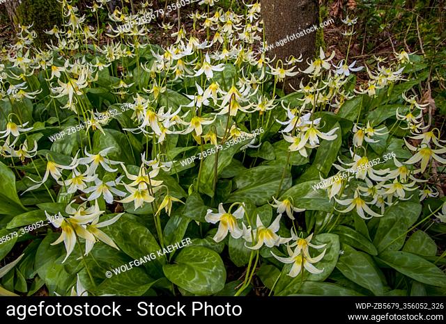 Avalanche lily flowers in spring time in the Arboretum in Seattle, Washington State, USA