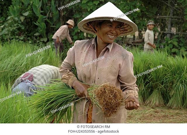 rice, person, getting, farmers, cambodia, people