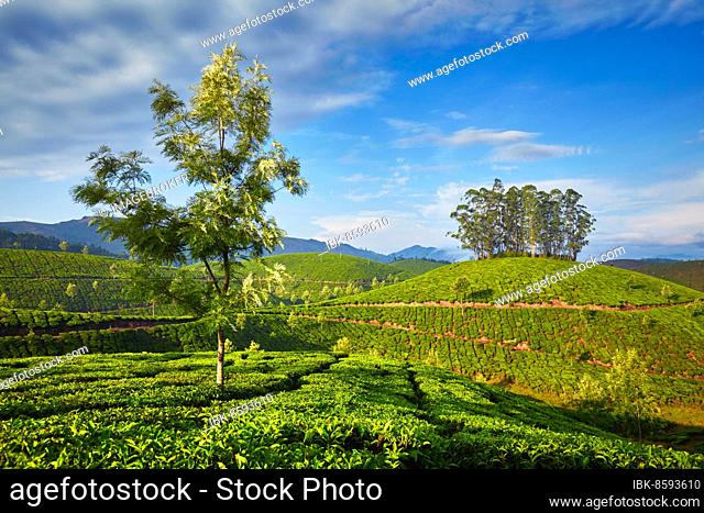 Green tea plantation in the morning. Munnar, Kerala state, South India