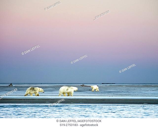 Alaska Arctic Polar Bears