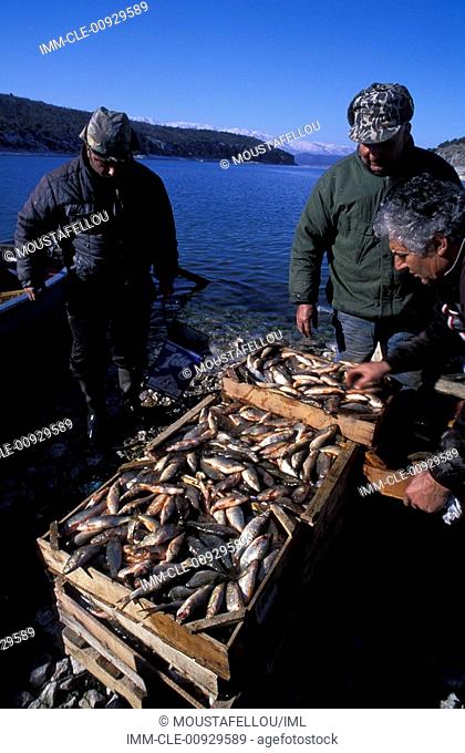 Psarades, fishermen, crates of fish, Lake of Prespes, Macedonia Central, Greece