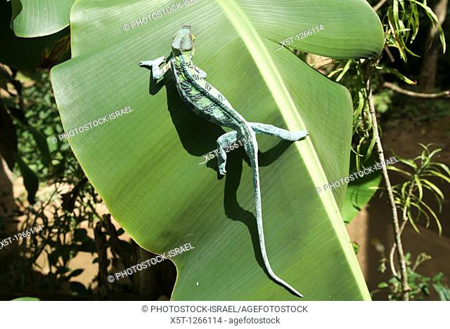 Madagascar, Parson's chameleon Calumma parsonii