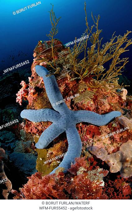 Blue Starfish in Coral Reef, Linckia laevigata, Alor, Indonesia