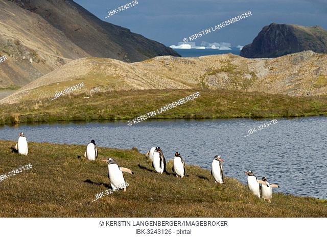 Gentoo Penguins (Pygoscelis papua) walking to the colony in Shackleton Valley, Stromness Bay, South Georgia and the South Sandwich Islands, United Kingdom