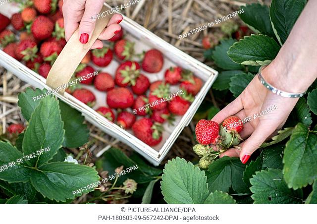 01 June 2018, Germany, Burgdorf: A young woman picks strawberries on a field. Due to the hot temperatures in the last couple of weeks