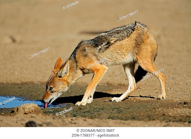 A black-backed Jackal Canis mesomelas drinking water, Kgalagadi Transfrontier Park, South Africa