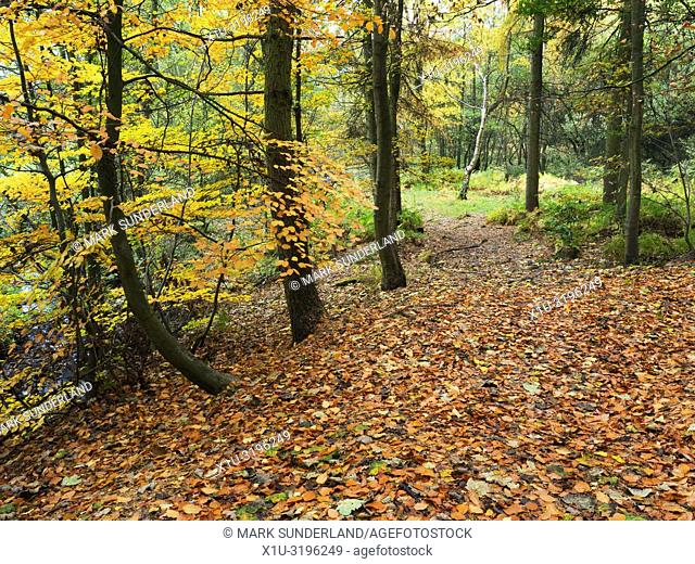A carpet of fallen leaves in autumn woodland at Hornbeam Park Harrogate North Yorkshire England