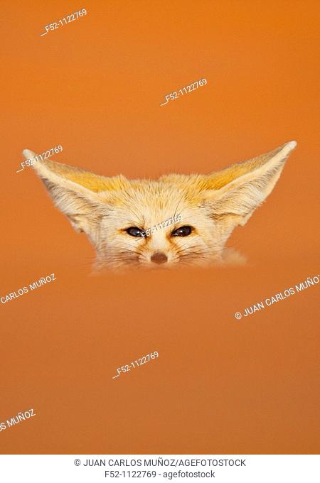 Fennec Fox (Vulpes zerda), Sahara Desert, Merzouga, Morocco