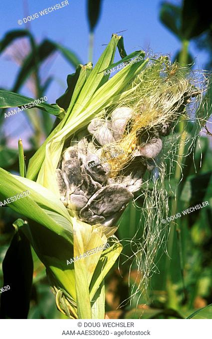 Corn Smut (Ustilago zeae) Parasitic Basiomycete Fungus Bucks Co. - PA