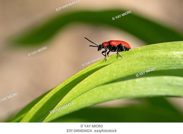Lily leaf beetle (Lilioceris lilii), vermin in the gardens