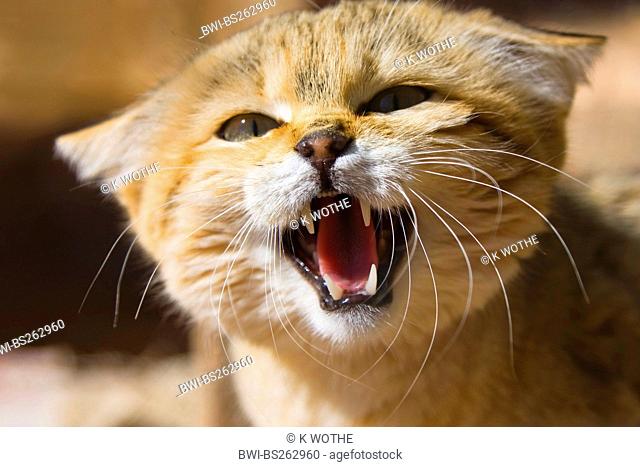 African wildcat Felis lybica, Felis libyca, Felis silvestris lybica, Felis silvestris libyca, snarling, Libya