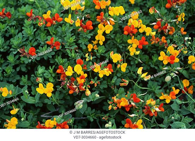Common bird-foot trefoil (Lotus corniculatus) is a perennial herb native to Europe, north Africa and Asia