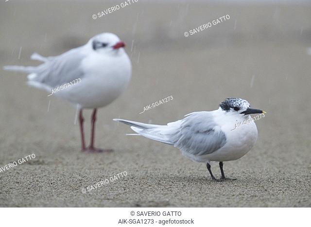 Sandwich Tern (Thalasseus sandvicensis), adult resting on a beach together with a Mediterranean gull
