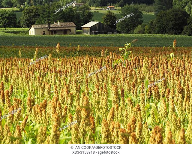 Millet field, Lot-et-Garonne Department, Nouvelle-Aquitaine, France