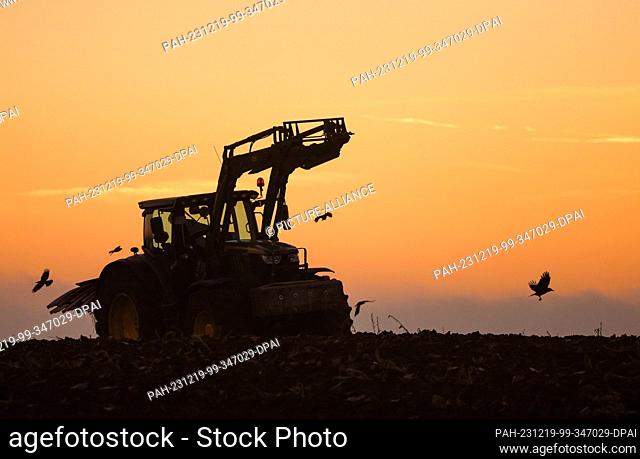 19 December 2023, Baden-Württemberg, Riedlingen: A farmer plows up a field just before sunrise while birds forage in the soil Photo: Thomas Warnack/dpa