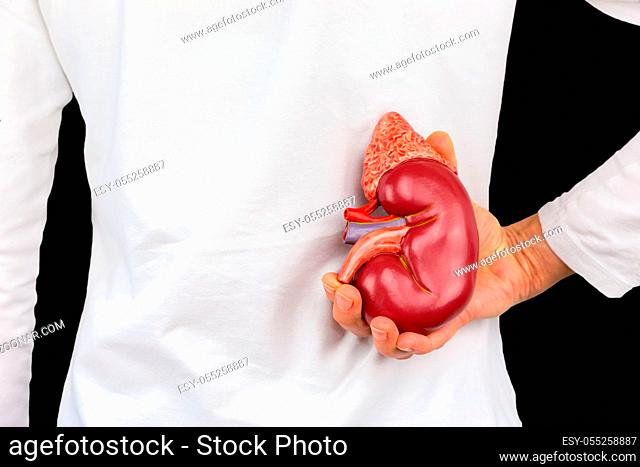 Female hand holding human kidney organ at back of body isolated on black background