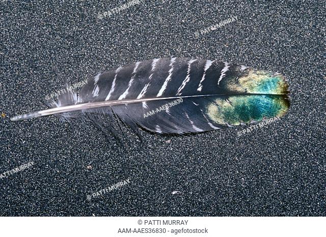 Ocellated Turkey (Agriocharis ocellata) contour feather. Belize
